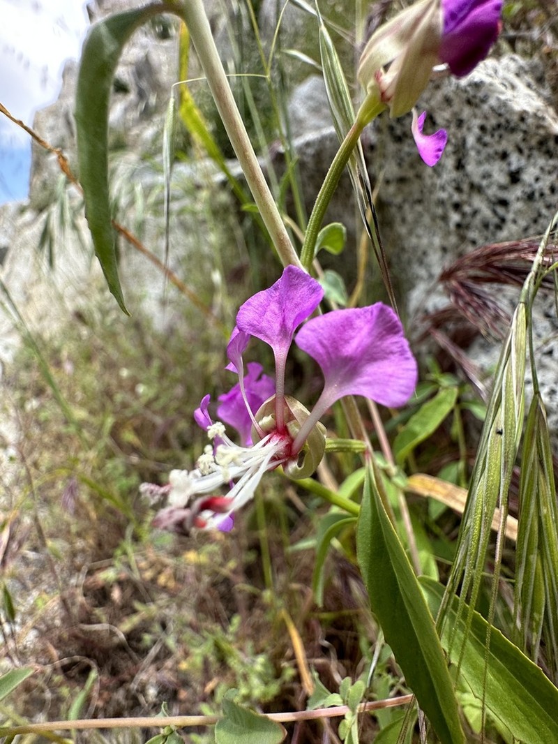 Kern River Clarkia photo 7