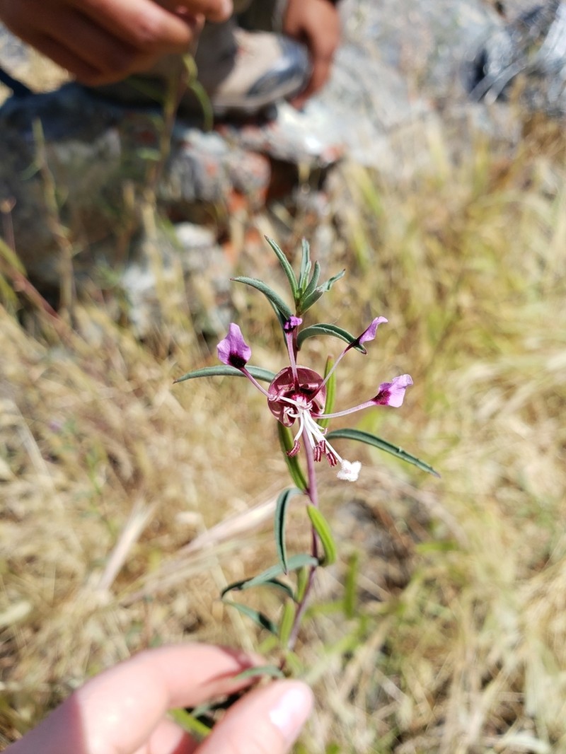 Kern River Clarkia photo 8