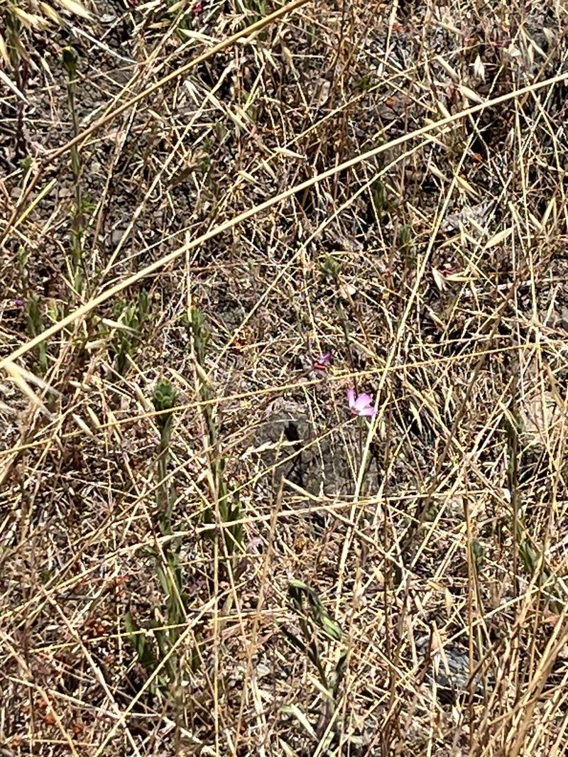 Presidio Clarkia
