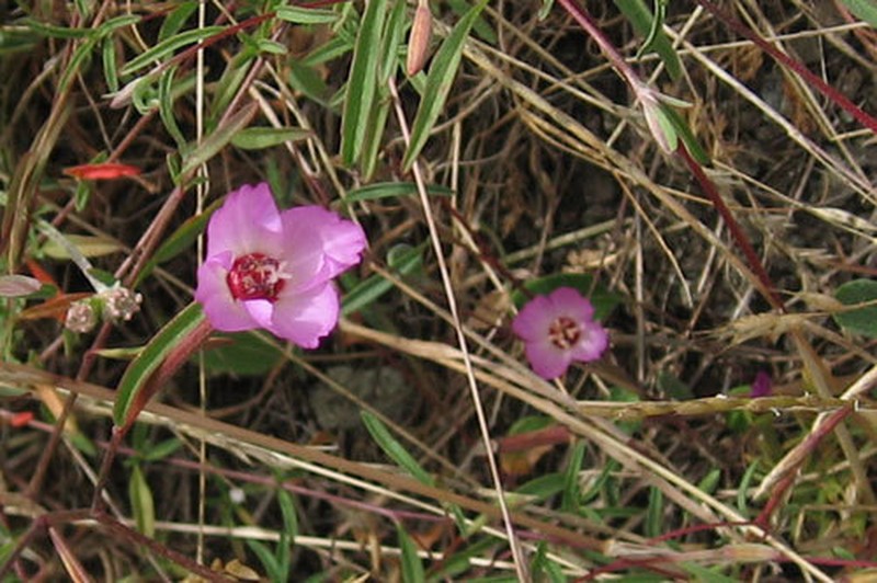 Presidio Clarkia photo 2