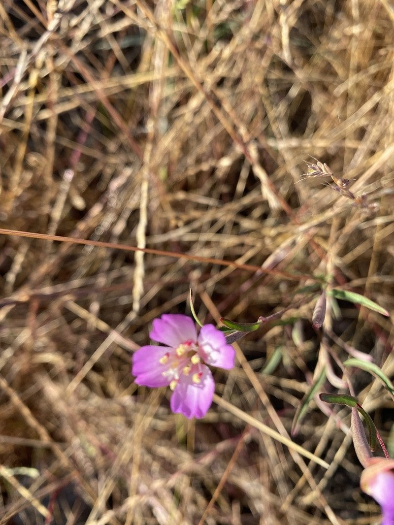 Presidio Clarkia photo 3