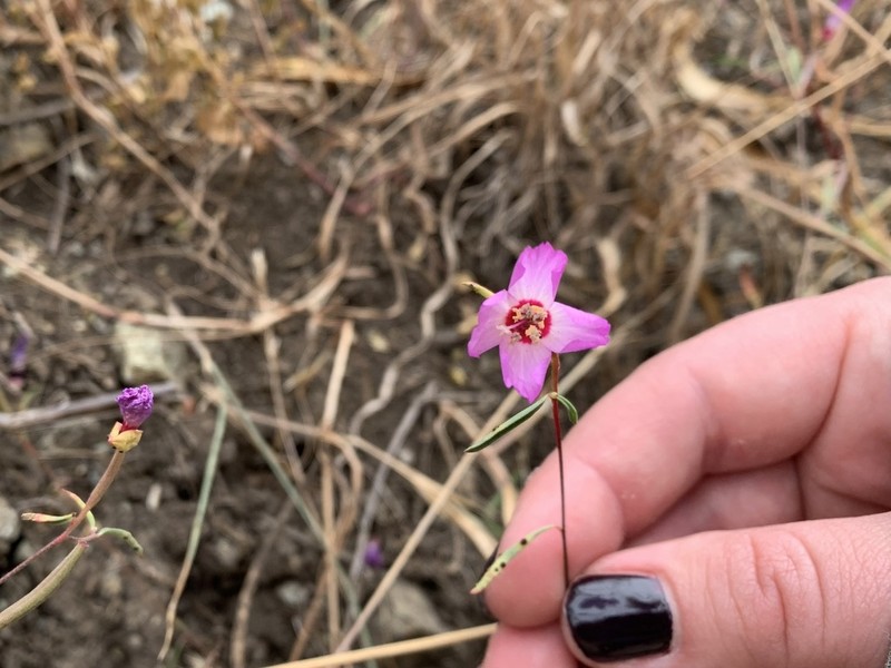 Presidio Clarkia photo 4