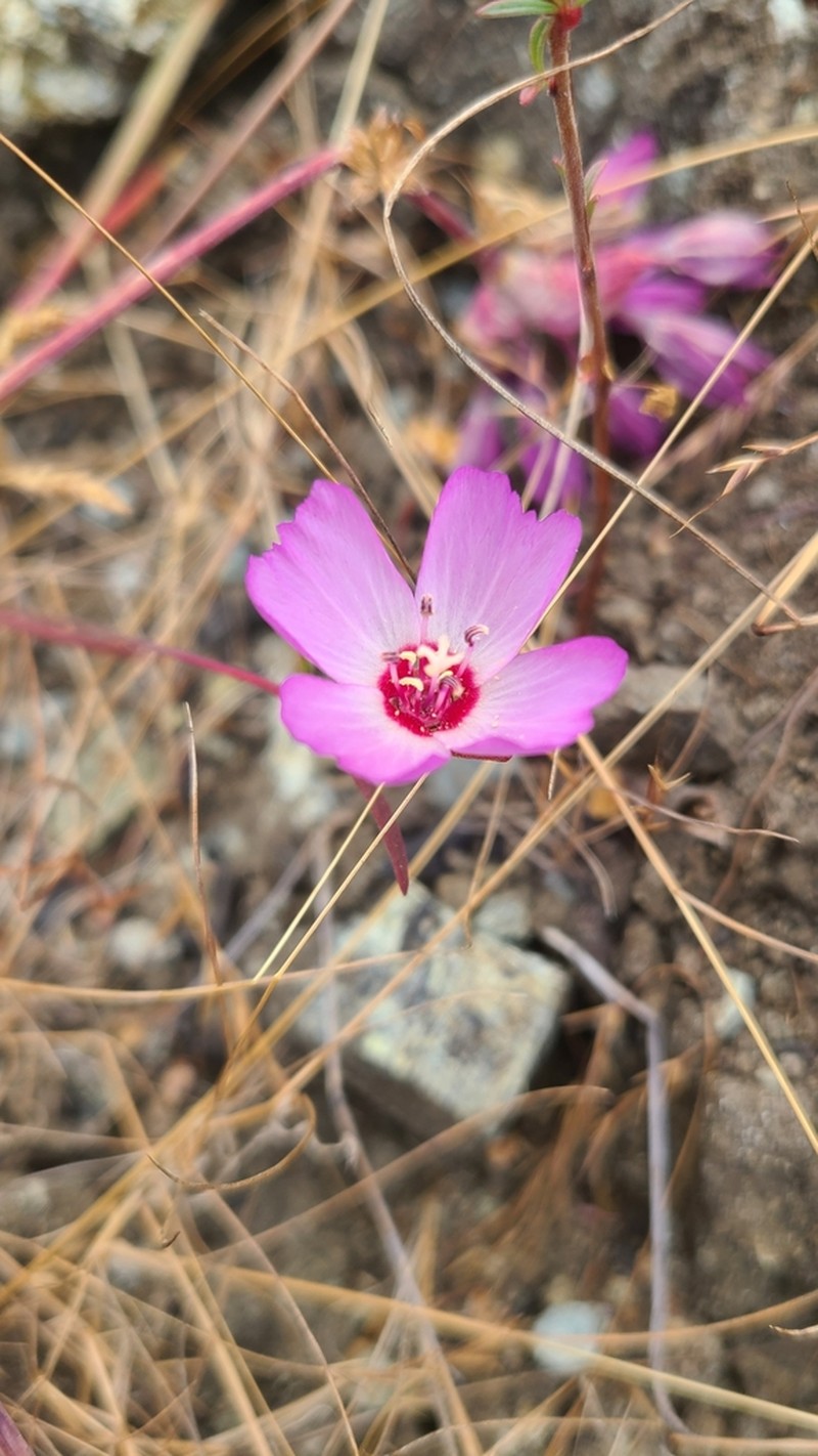 Presidio Clarkia photo 5