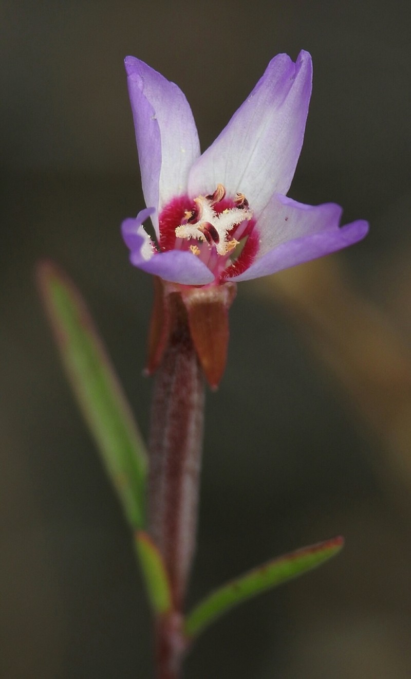 Presidio Clarkia photo 6