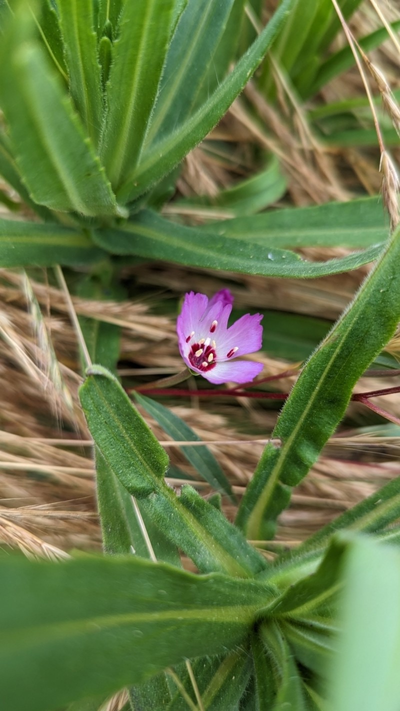 Presidio Clarkia photo 7