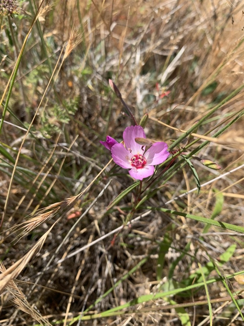 Presidio Clarkia photo 8