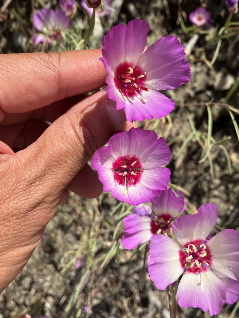 Slender Clarkia