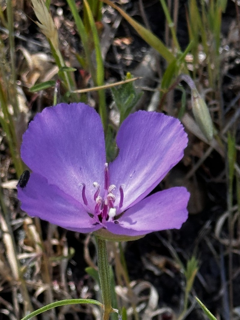Slender Clarkia photo 2