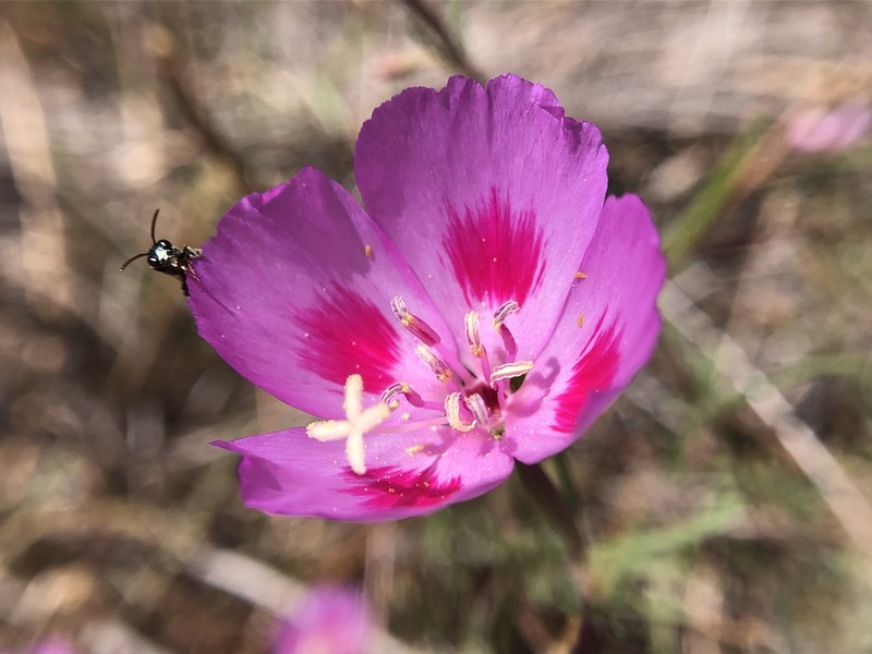 Slender Clarkia photo 3