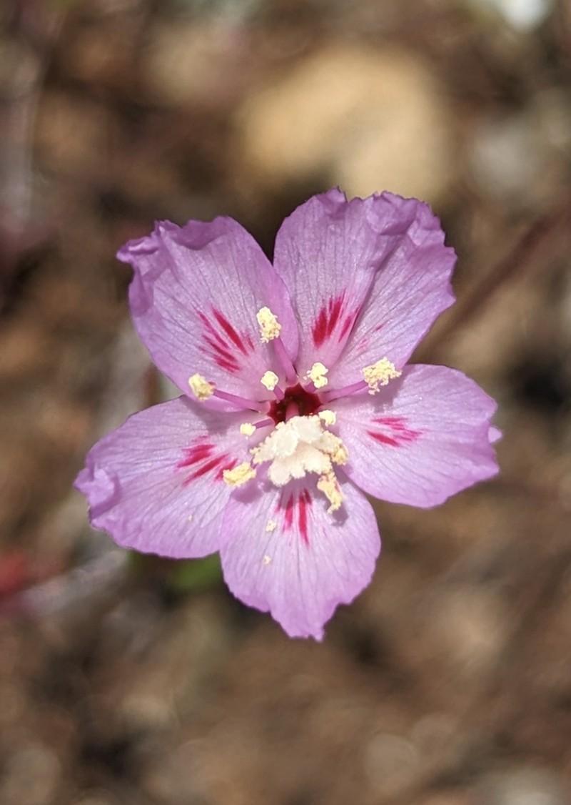 Slender Clarkia photo 4