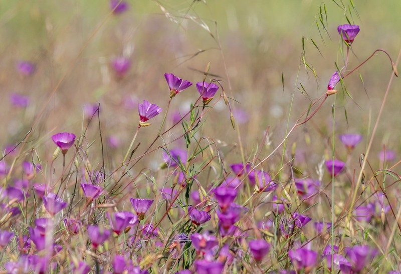 Slender Clarkia photo 5