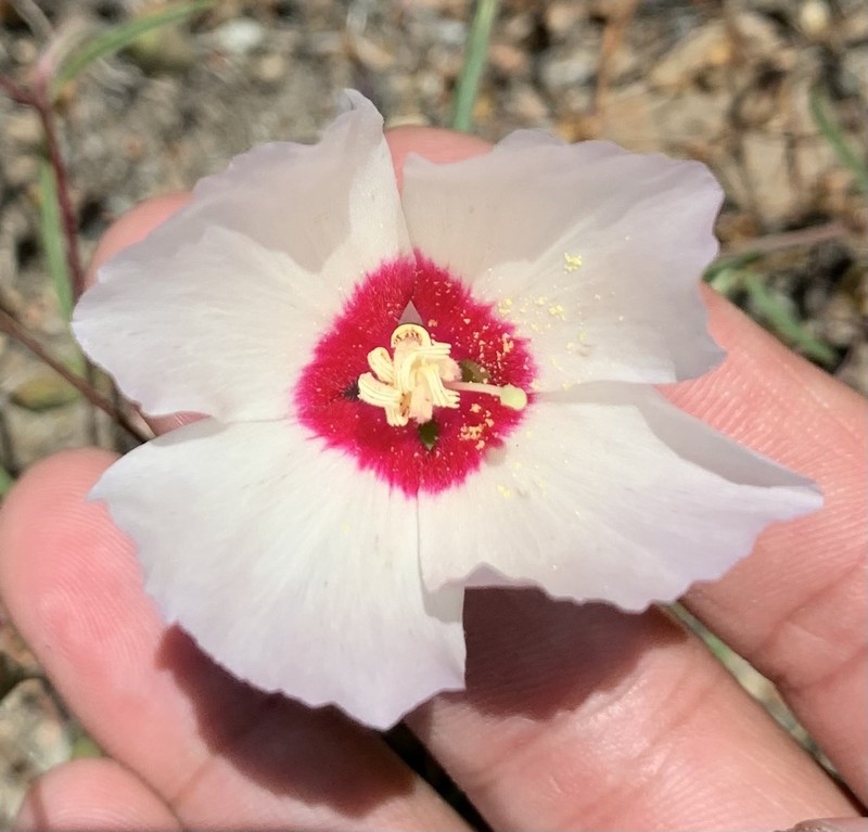 Slender Clarkia photo 6