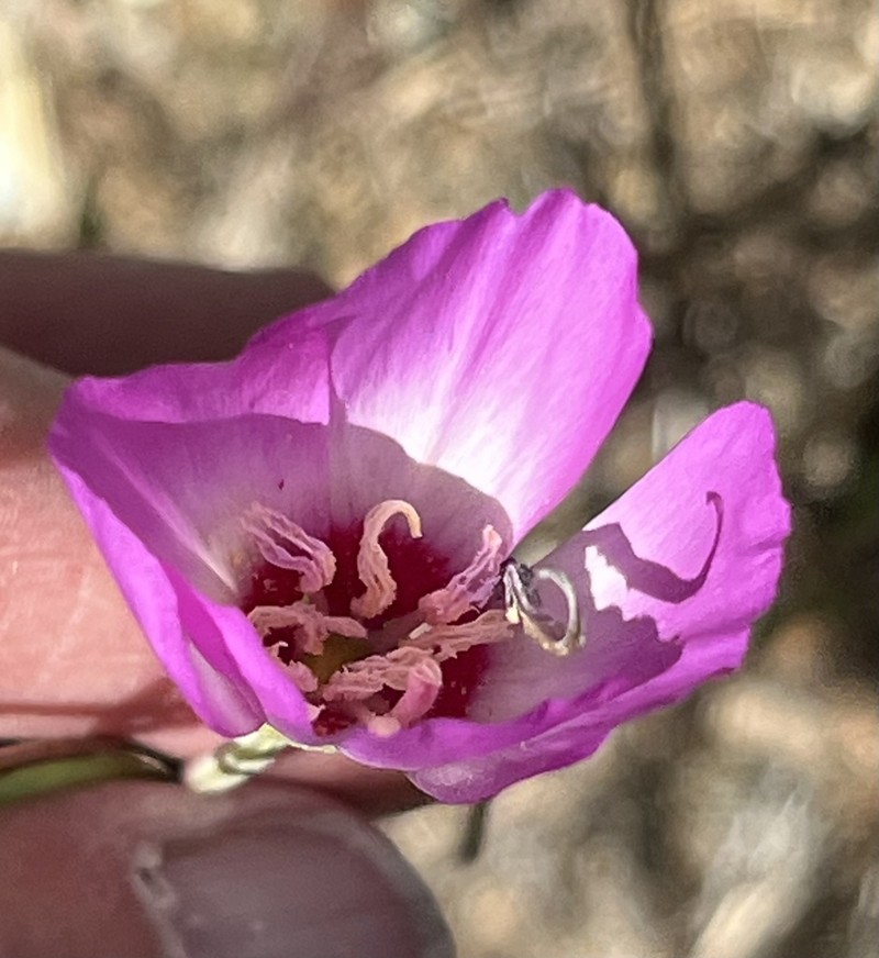 Slender Clarkia photo 7