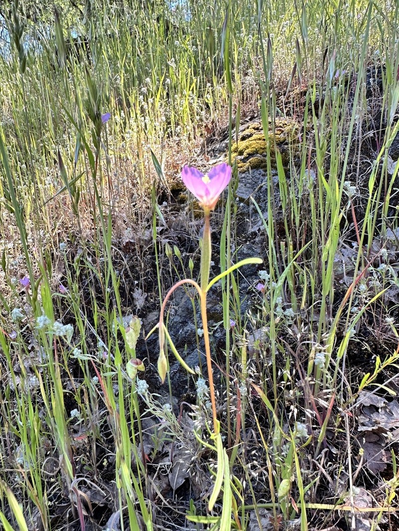 Slender Clarkia photo 8