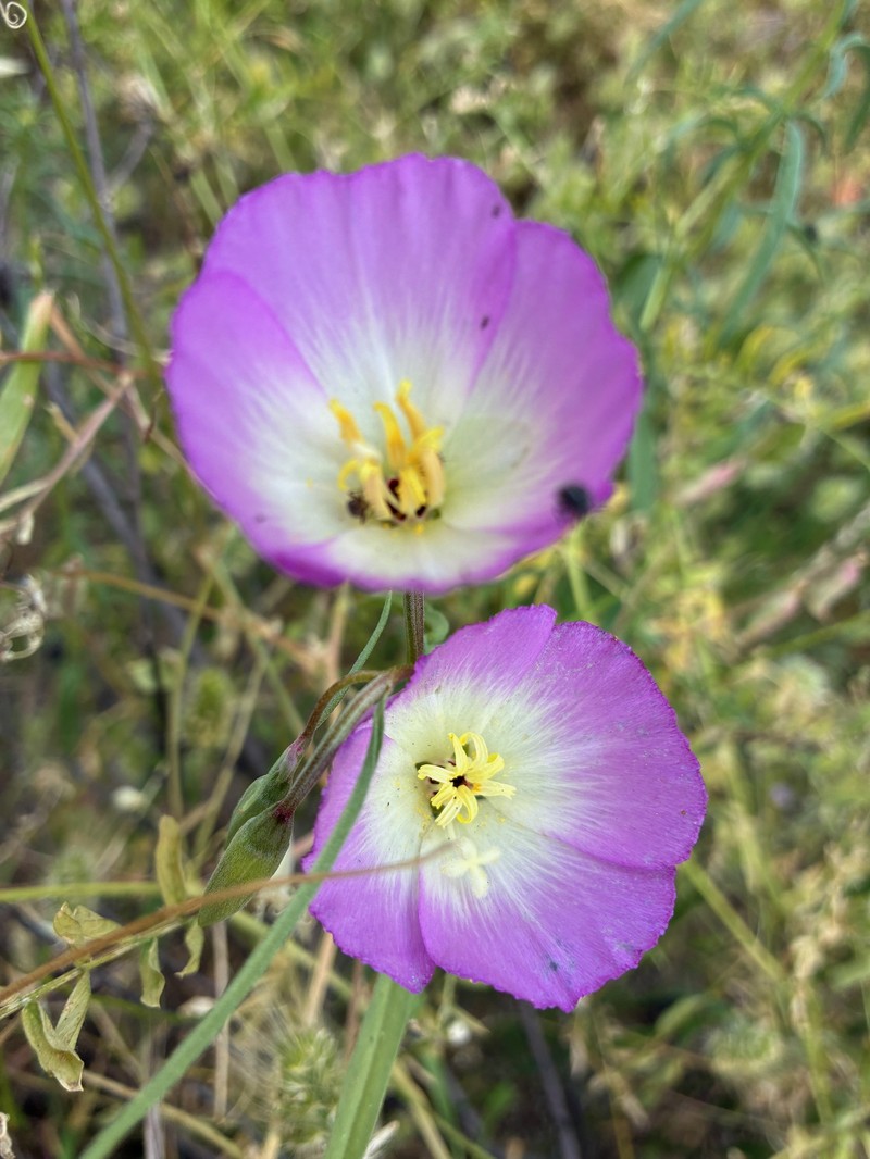 Clarkia gracilis subsp. albicaulis