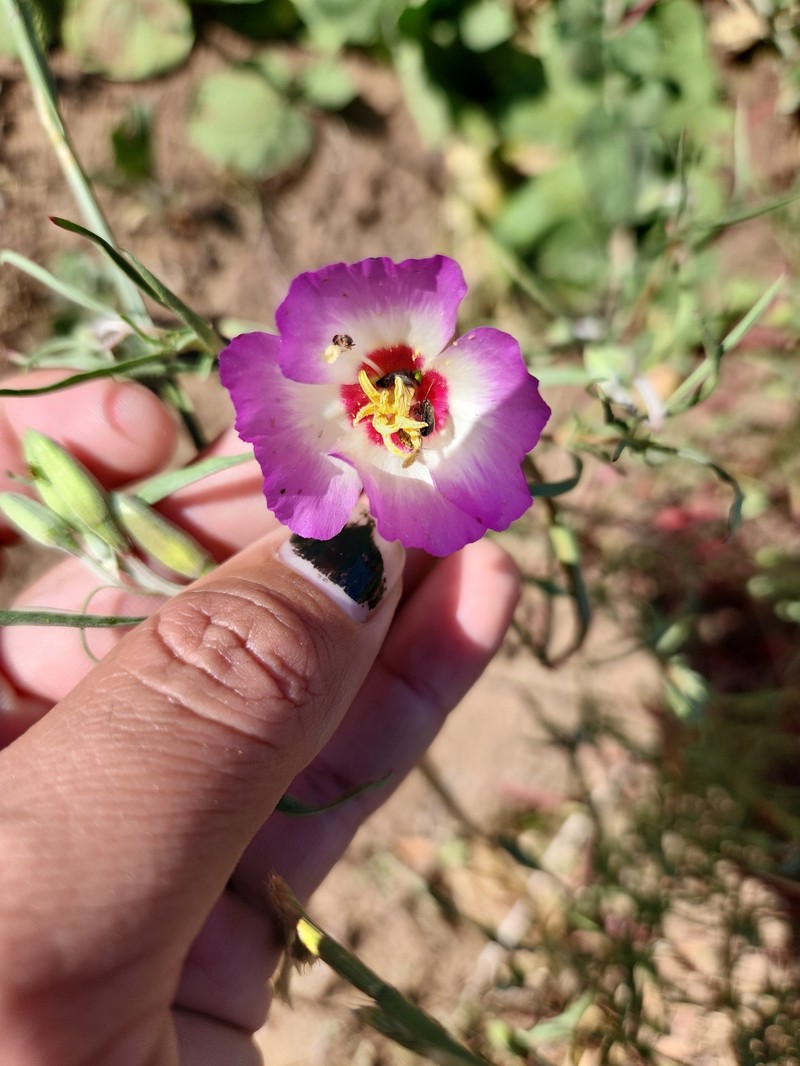 Clarkia gracilis subsp. albicaulis photo 2