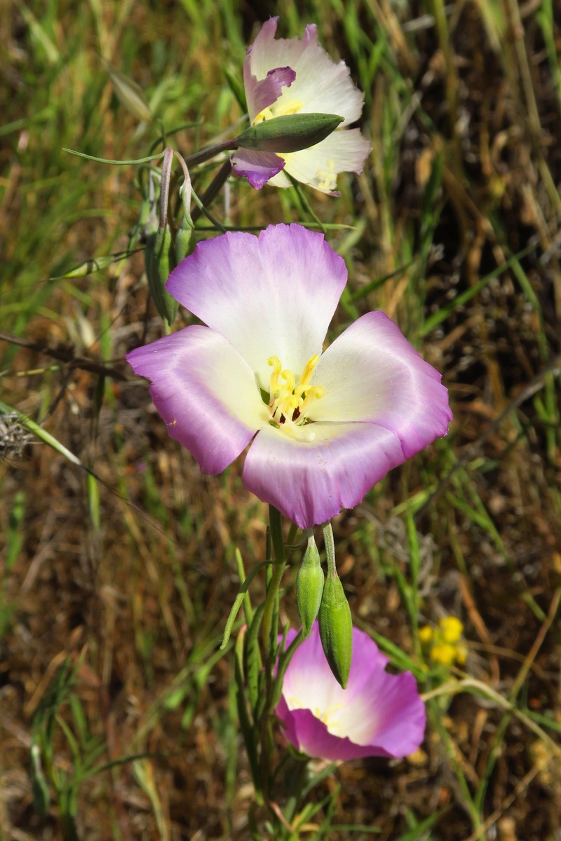 Clarkia gracilis subsp. albicaulis photo 3