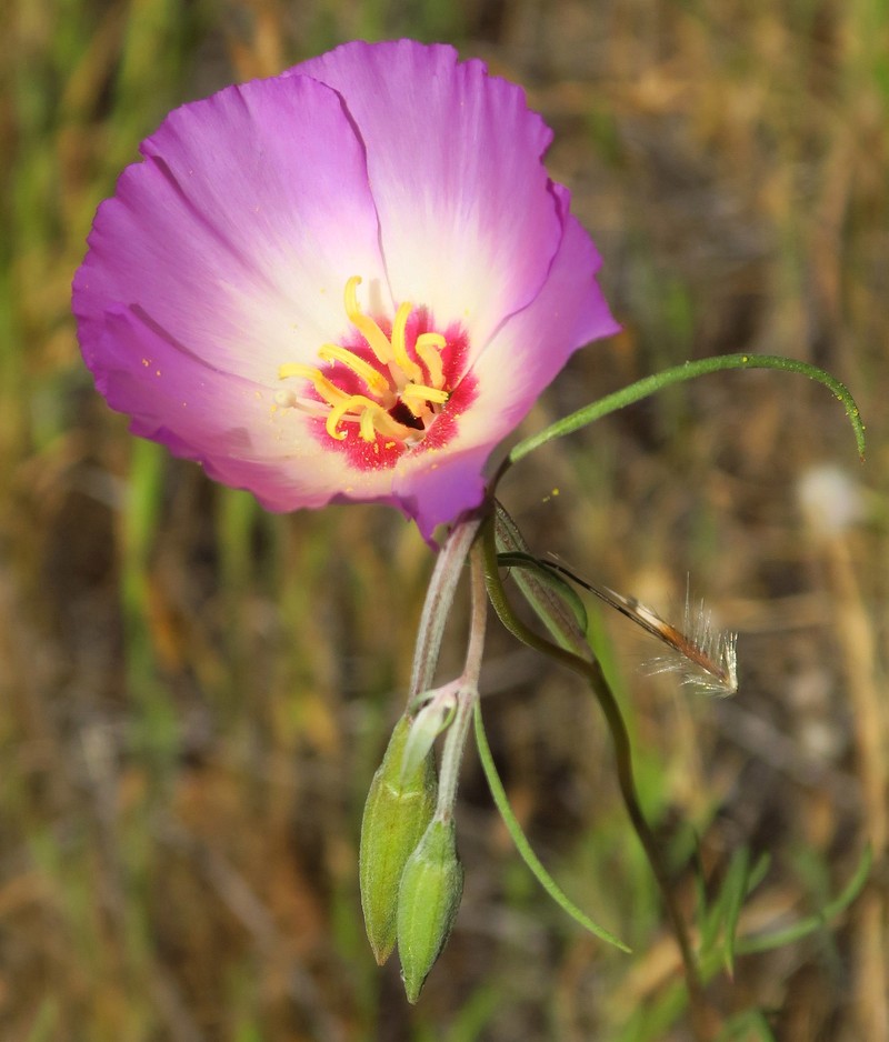 Clarkia gracilis subsp. albicaulis photo 4