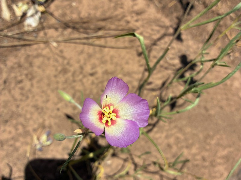 Clarkia gracilis subsp. albicaulis photo 5