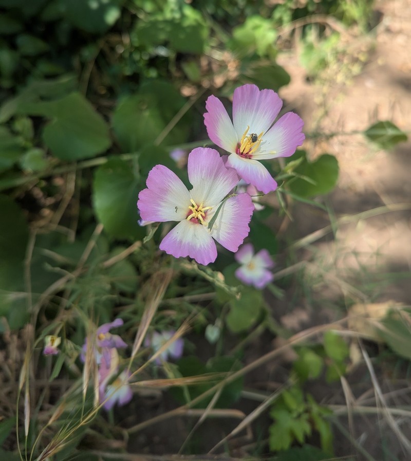 Clarkia gracilis subsp. albicaulis photo 6