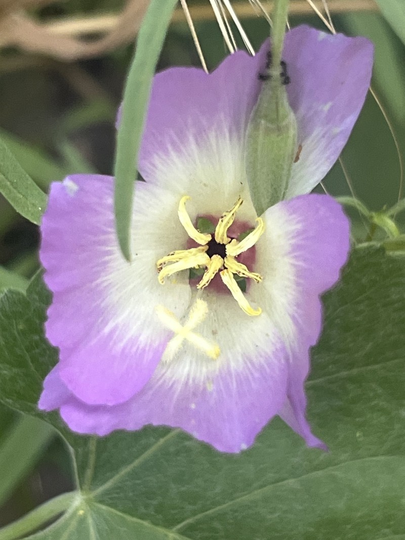 Clarkia gracilis subsp. albicaulis photo 7