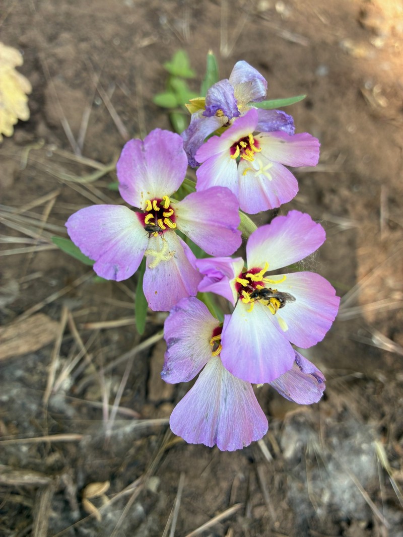 Clarkia gracilis subsp. albicaulis photo 8