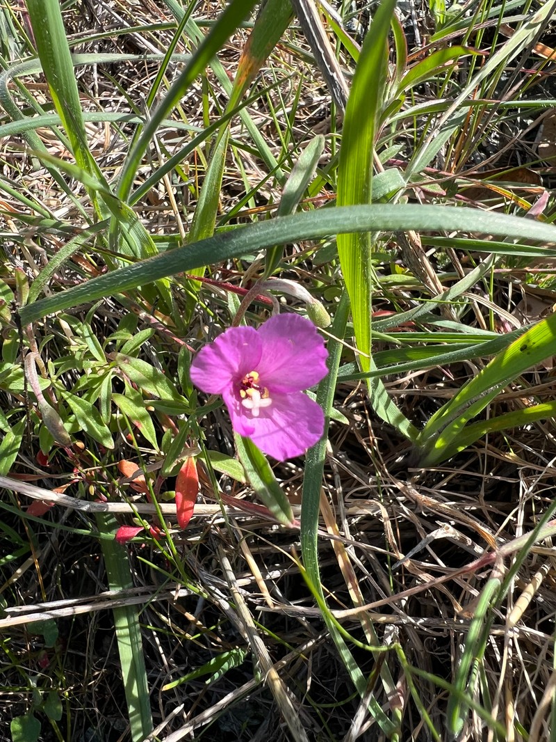 Clarkia gracilis subsp. gracilis