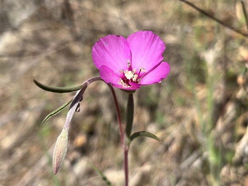Clarkia gracilis subsp. gracilis photo 2