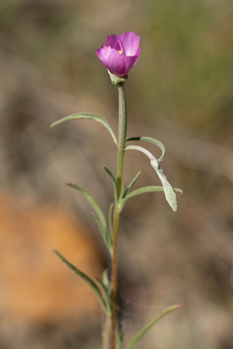 Clarkia gracilis subsp. gracilis photo 3