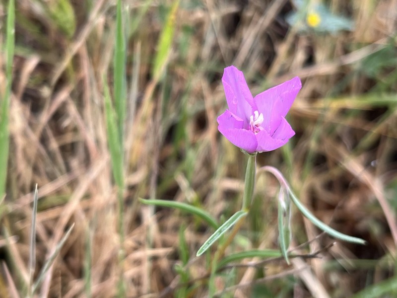 Clarkia gracilis subsp. gracilis photo 4
