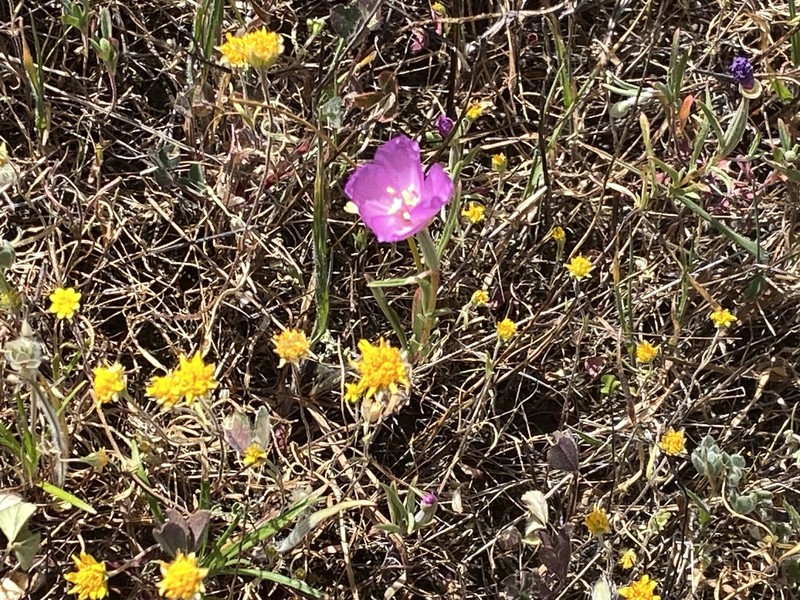 Clarkia gracilis subsp. gracilis photo 5