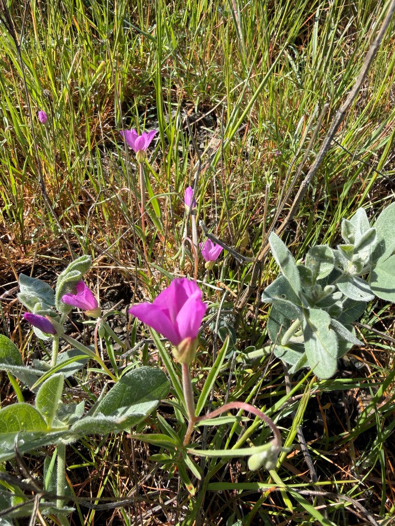 Clarkia gracilis subsp. gracilis photo 6