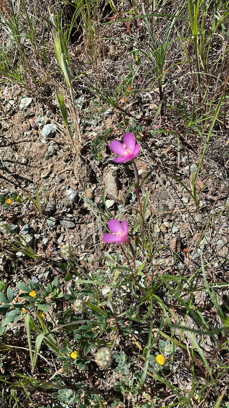 Clarkia gracilis subsp. gracilis photo 7