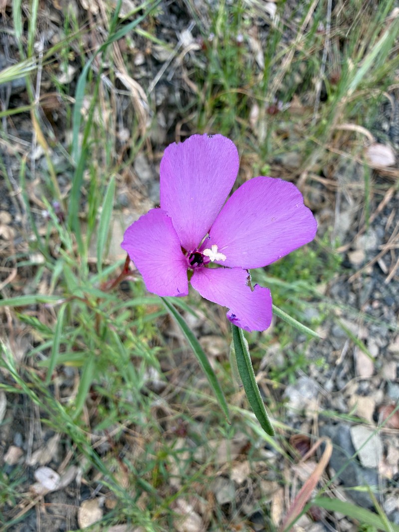 Clarkia gracilis subsp. gracilis photo 8