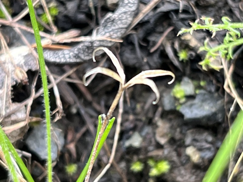 Clarkia gracilis subsp. sonomensis