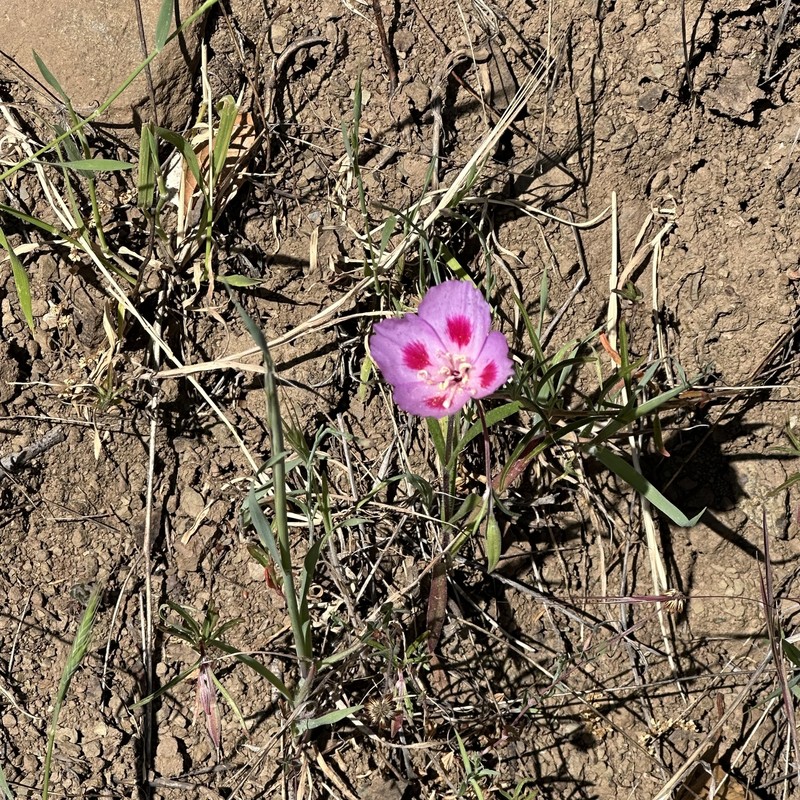 Clarkia gracilis subsp. sonomensis photo 2