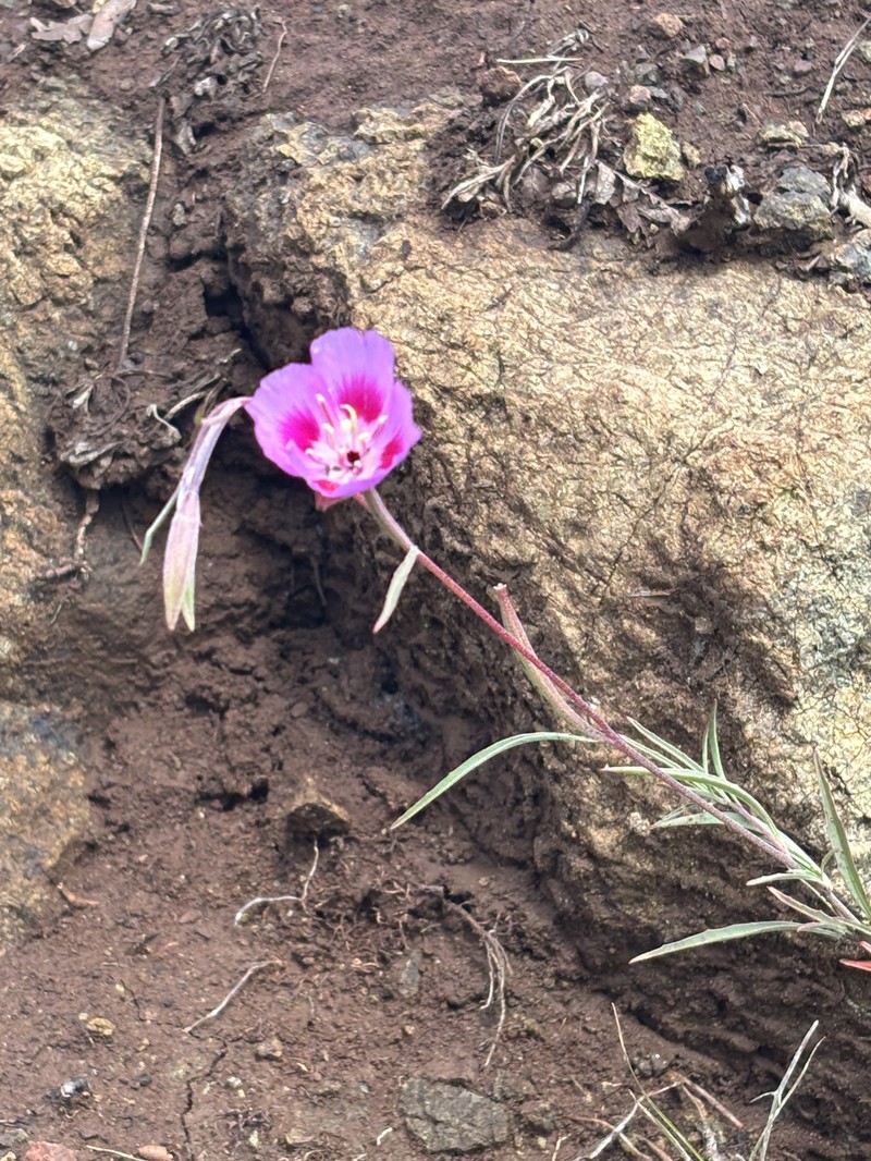 Clarkia gracilis subsp. sonomensis photo 3