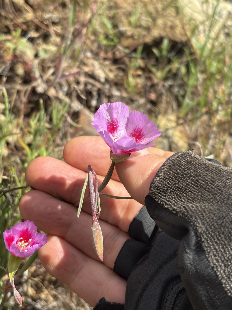 Clarkia gracilis subsp. sonomensis photo 4