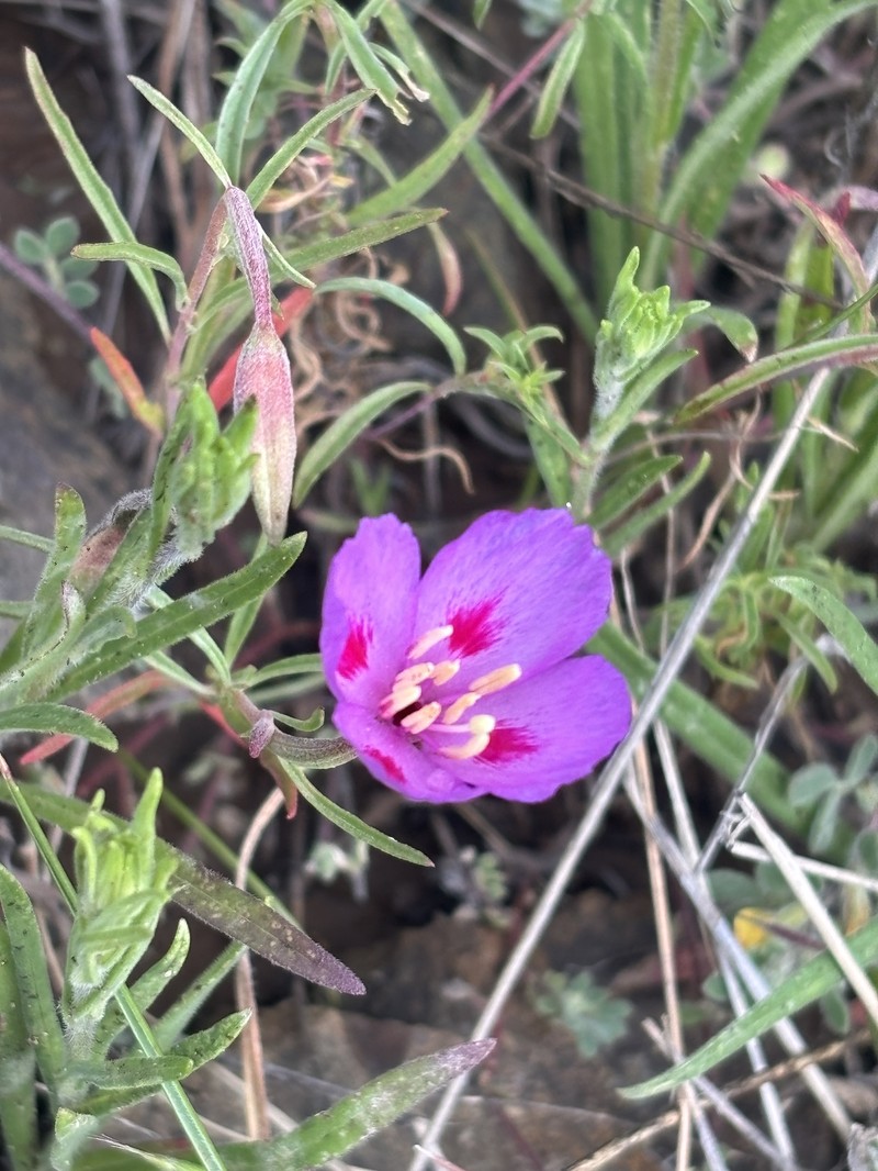 Clarkia gracilis subsp. sonomensis photo 5