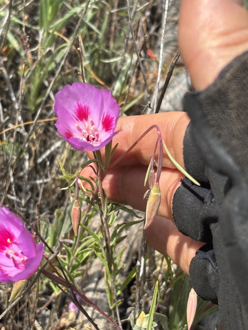 Clarkia gracilis subsp. sonomensis photo 6