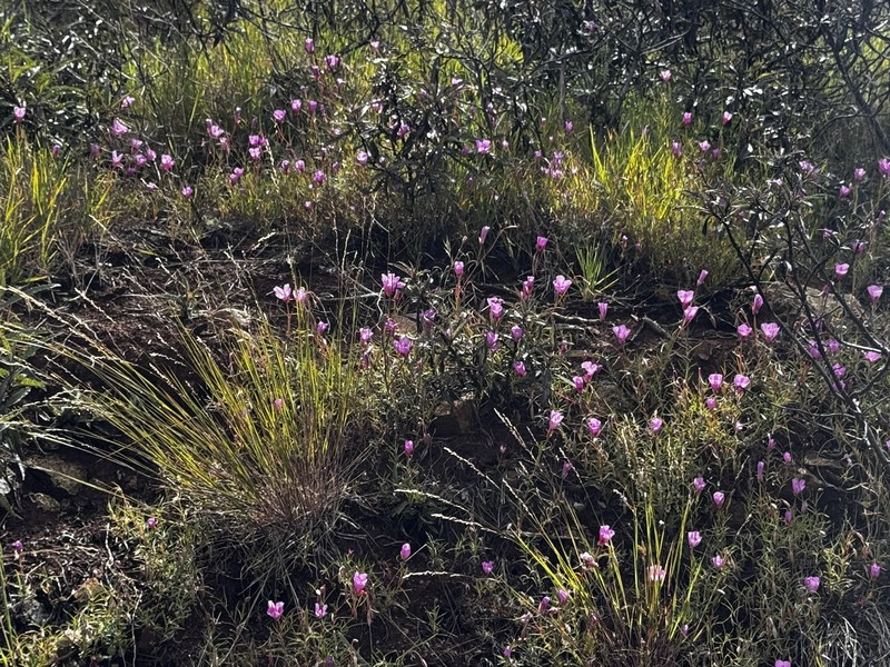 Clarkia gracilis subsp. sonomensis photo 7