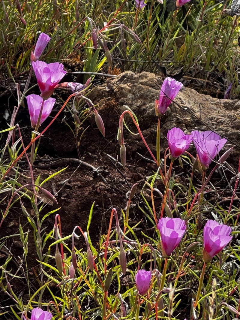 Clarkia gracilis subsp. sonomensis photo 8