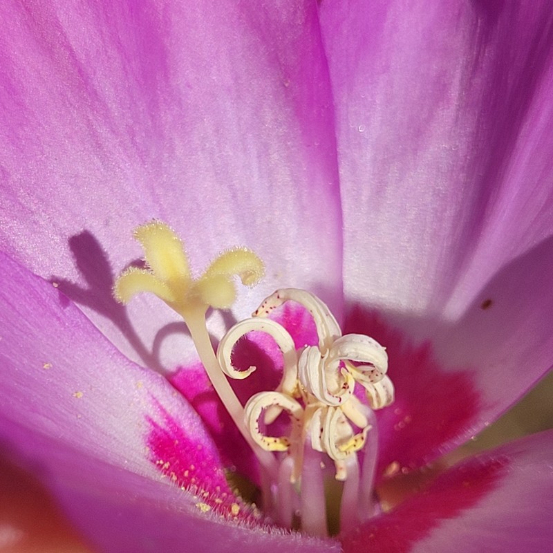 Clarkia gracilis subsp. tracyi