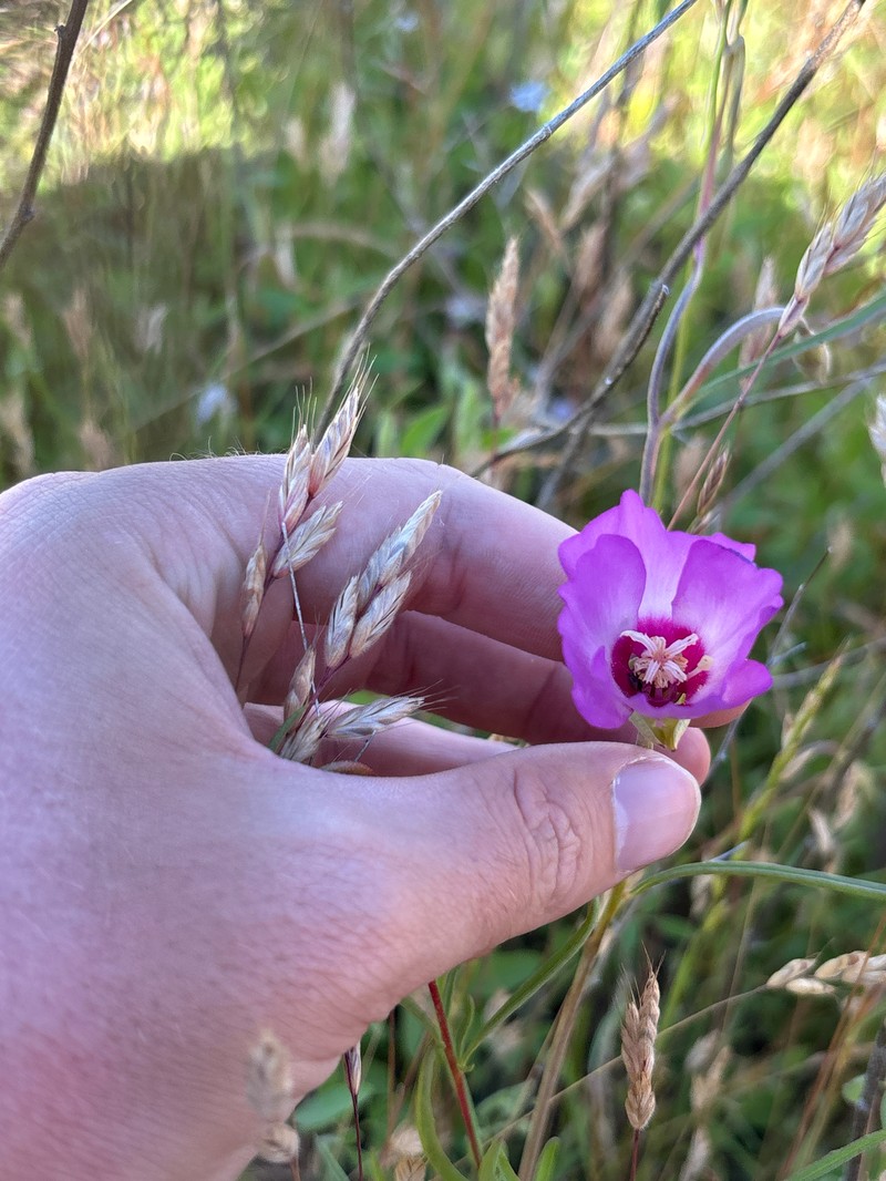 Clarkia gracilis subsp. tracyi photo 2
