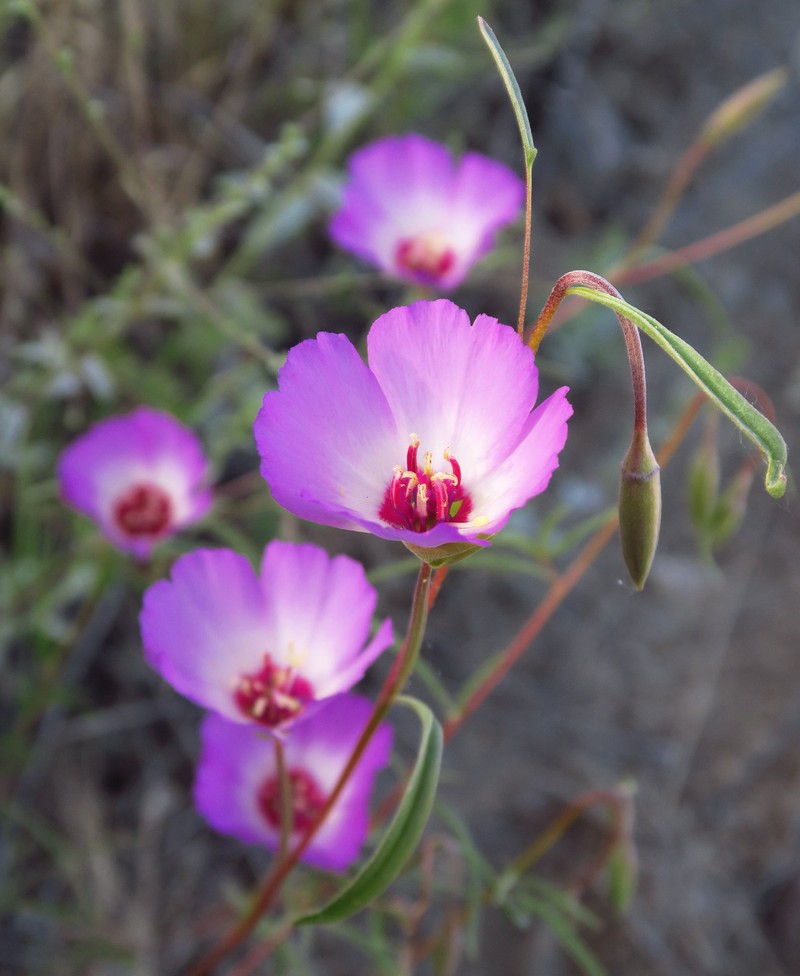 Clarkia gracilis subsp. tracyi photo 3