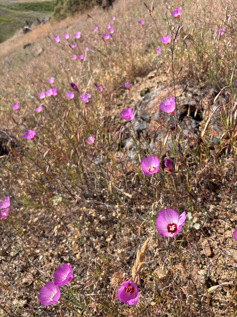 Clarkia gracilis subsp. tracyi photo 4