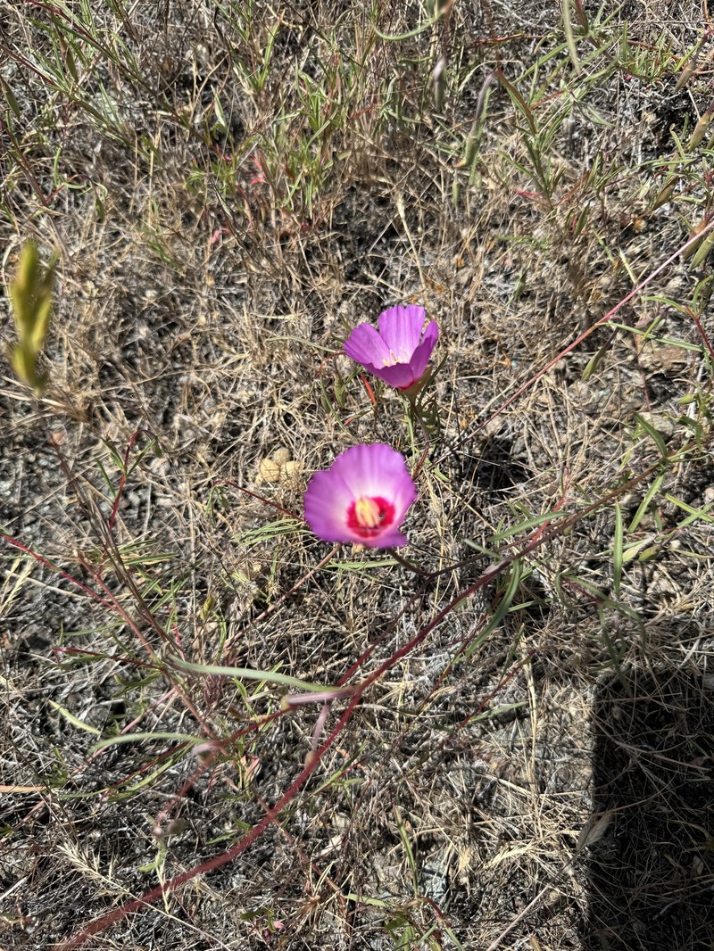 Clarkia gracilis subsp. tracyi photo 5