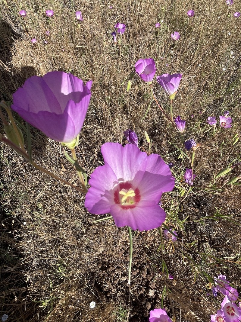 Clarkia gracilis subsp. tracyi photo 6