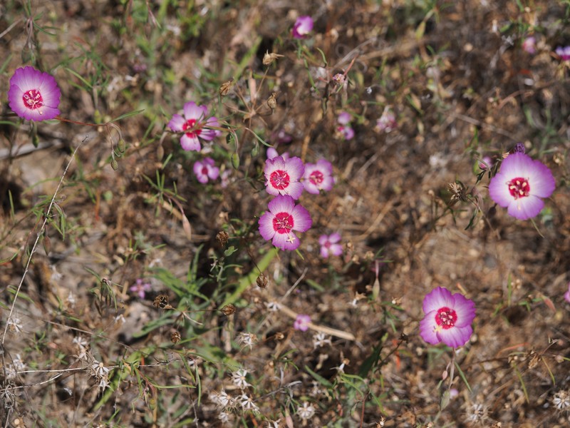 Clarkia gracilis subsp. tracyi photo 7