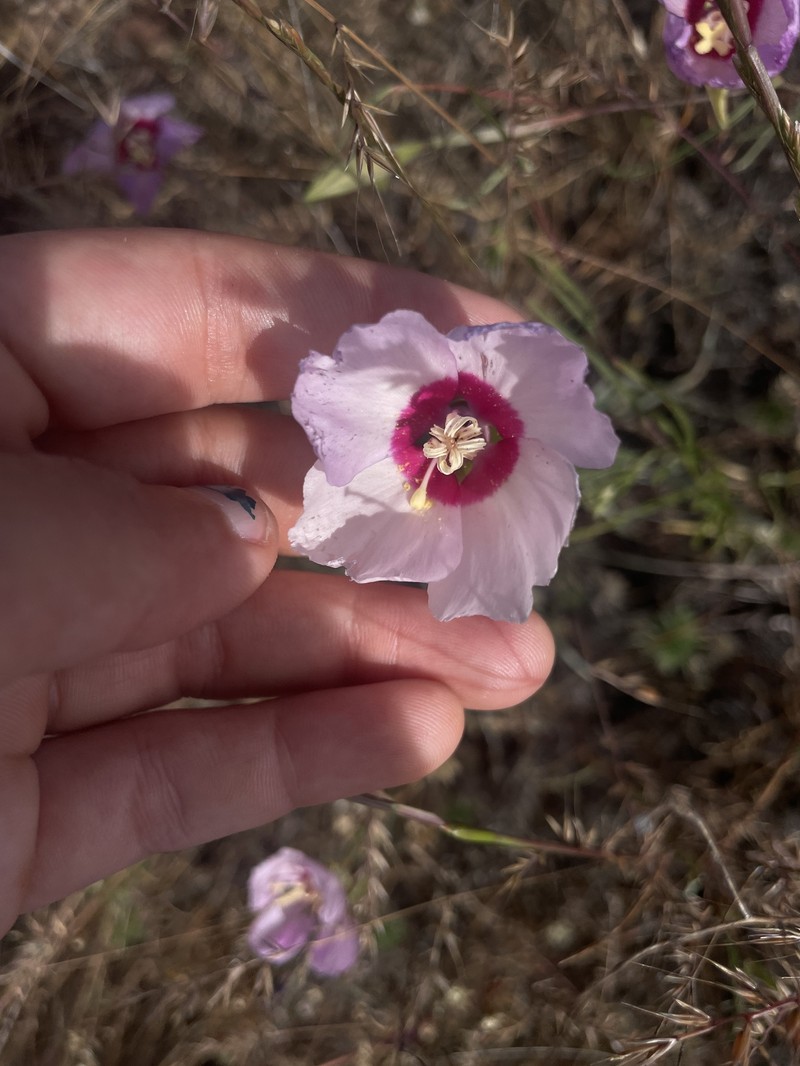 Clarkia gracilis subsp. tracyi photo 8
